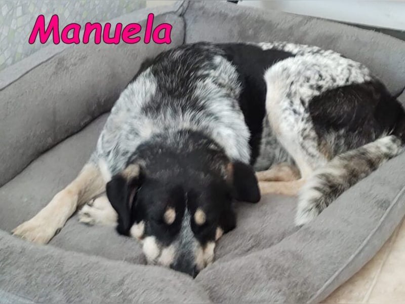 Manuela geb. 12/2023 (in Deutschland) - harmonische, gutmütige und lustige Junghündin!