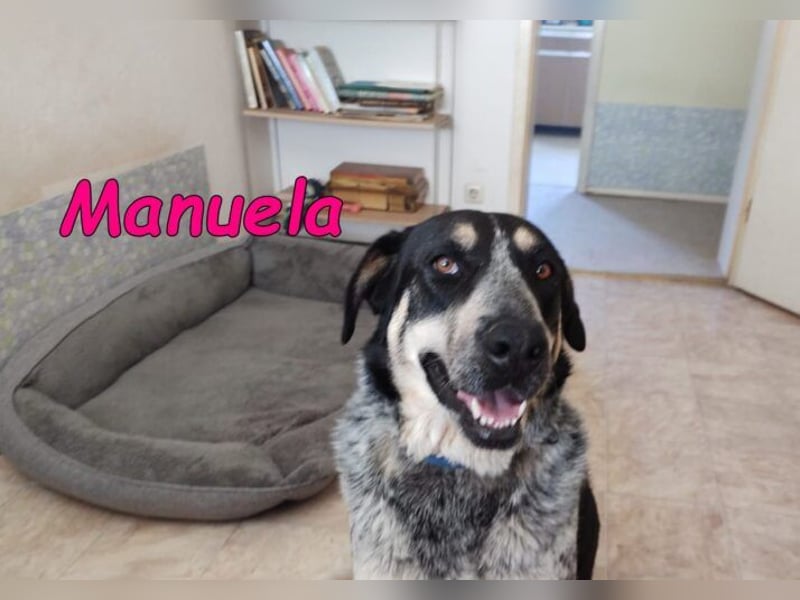 Manuela geb. 12/2023 (in Deutschland) - harmonische, gutmütige und lustige Junghündin!