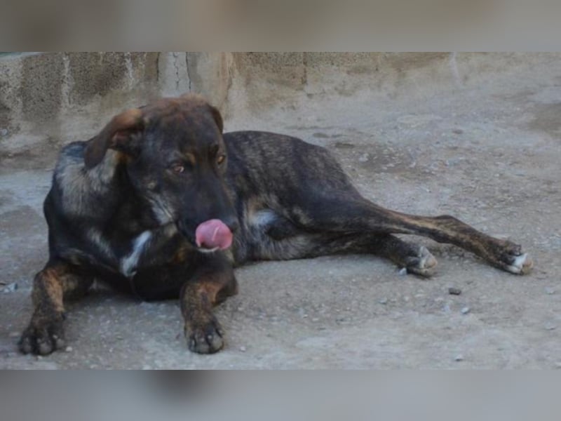 Cooper sucht ein tolles Zuhause! 