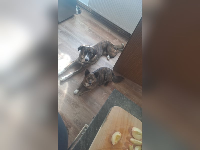 Ares sucht sein Zuhause