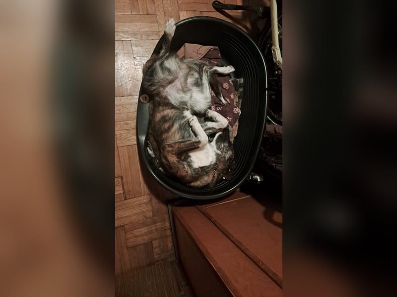 Ares sucht sein Zuhause