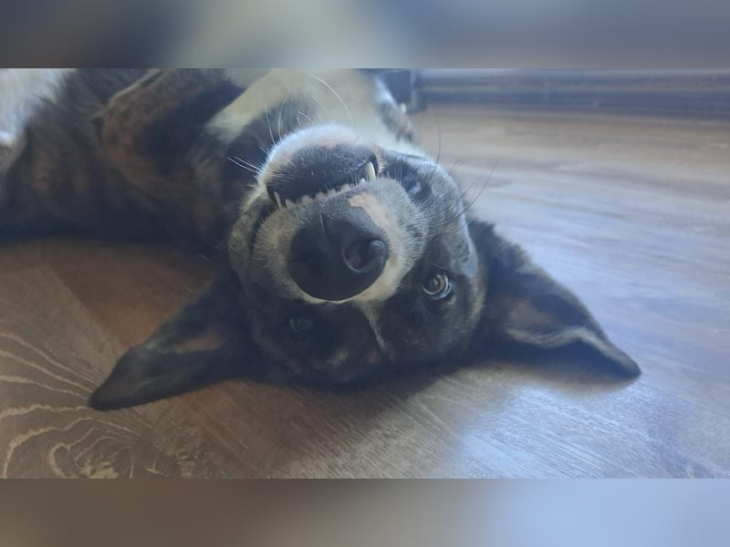 Ares sucht sein Zuhause
