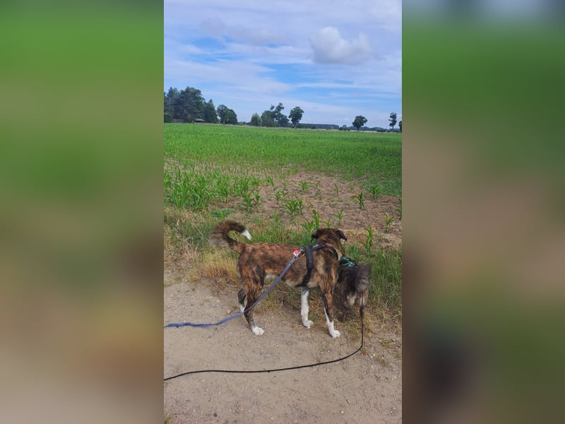 Ares sucht sein Zuhause