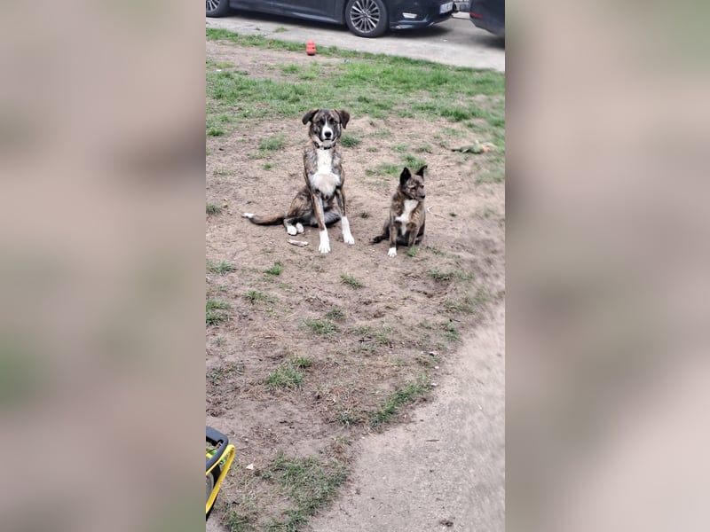 Ares sucht sein Zuhause