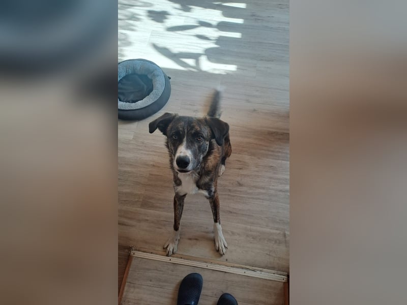 Ares sucht sein Zuhause