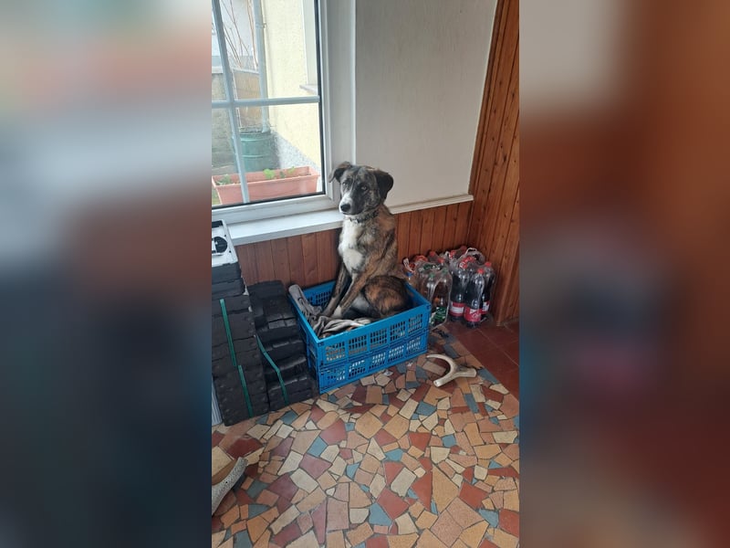 Ares sucht sein Zuhause