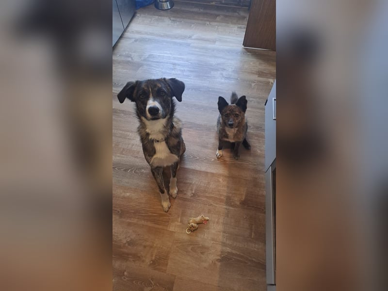 Ares sucht sein Zuhause