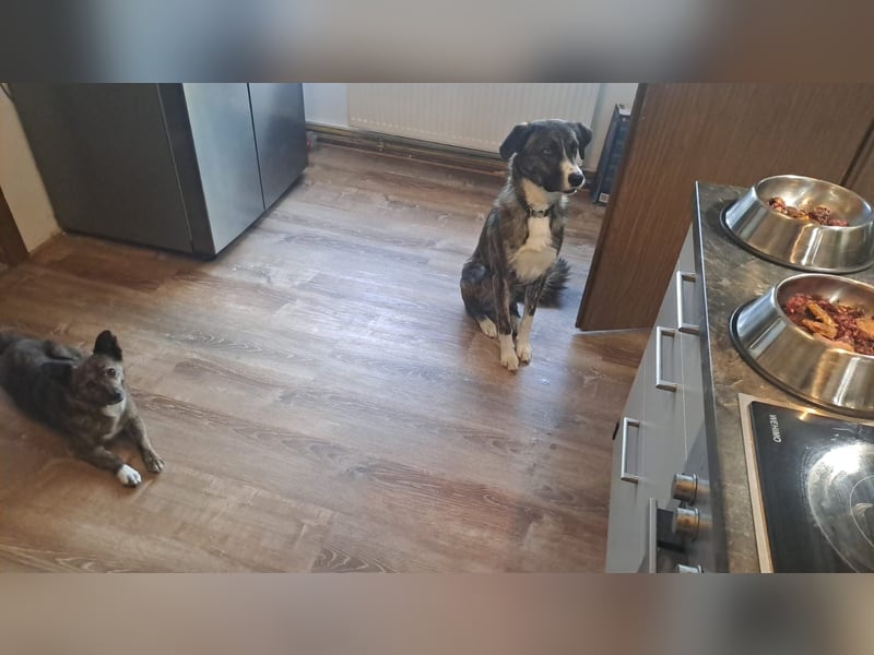 Ares sucht sein Zuhause