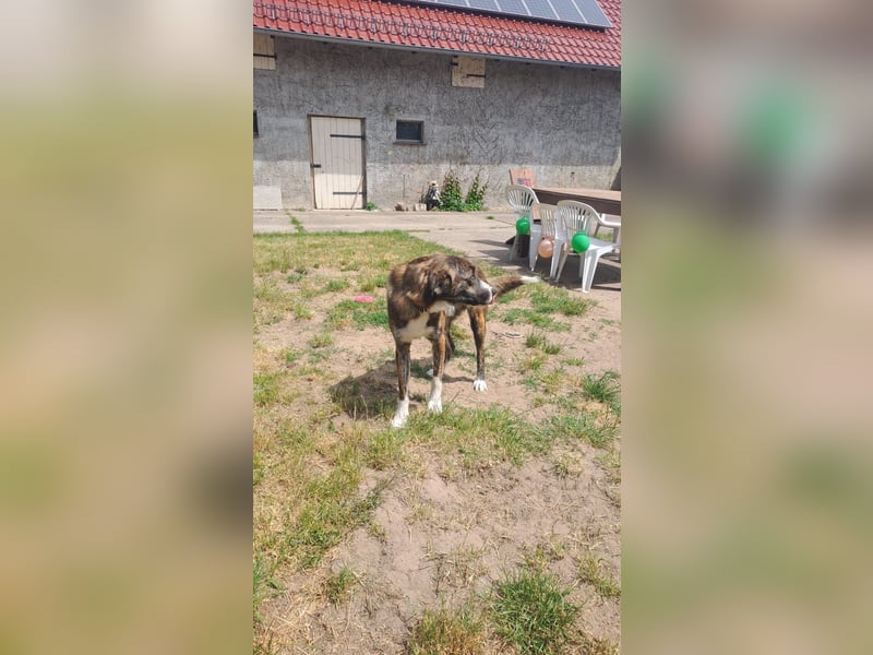 Ares sucht sein Zuhause