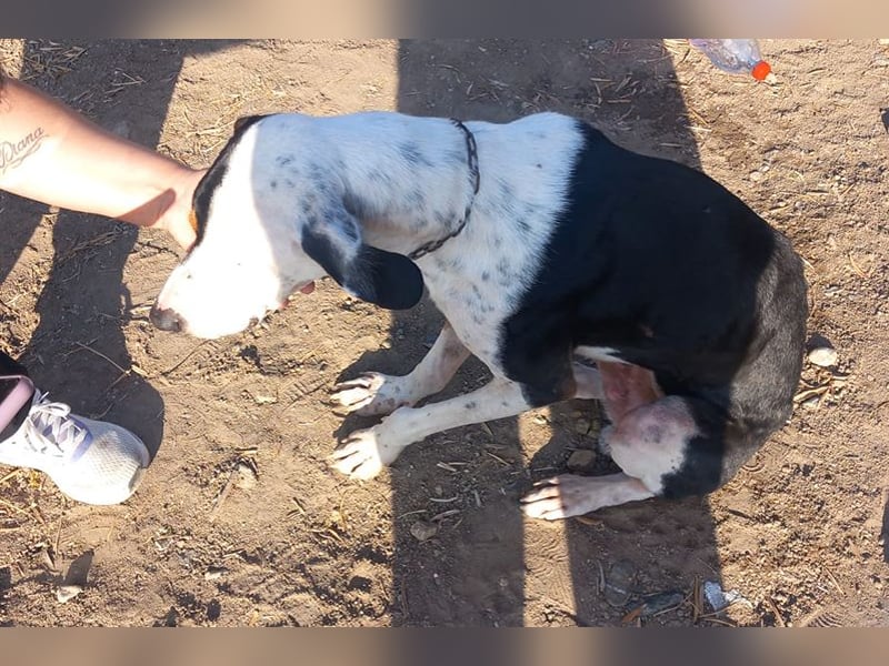 Pipo (TO) ein Schatz mit einem Herzen aus Gold