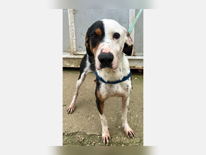 Pipo (TO) ein Schatz mit einem Herzen aus Gold