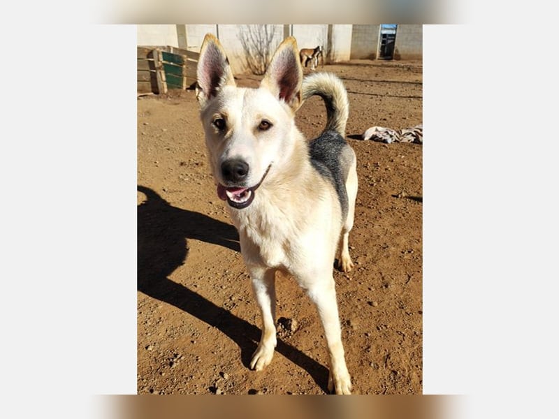 Artic(CR) junger hübscher Junge sucht seine sportliche Familie