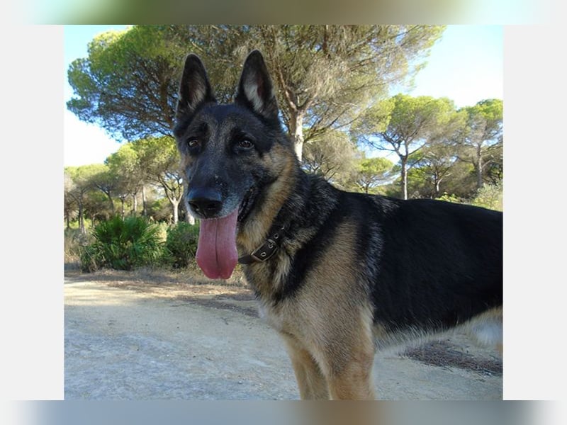 Apollo (LR) wunderschöner Bube, sozial und verträglich