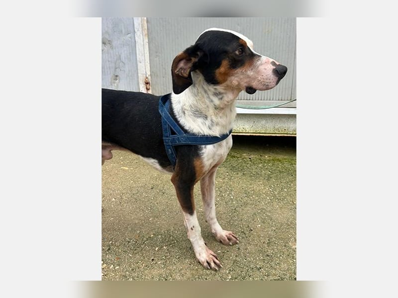 Pipo (TO) ein Schatz mit einem Herzen aus Gold