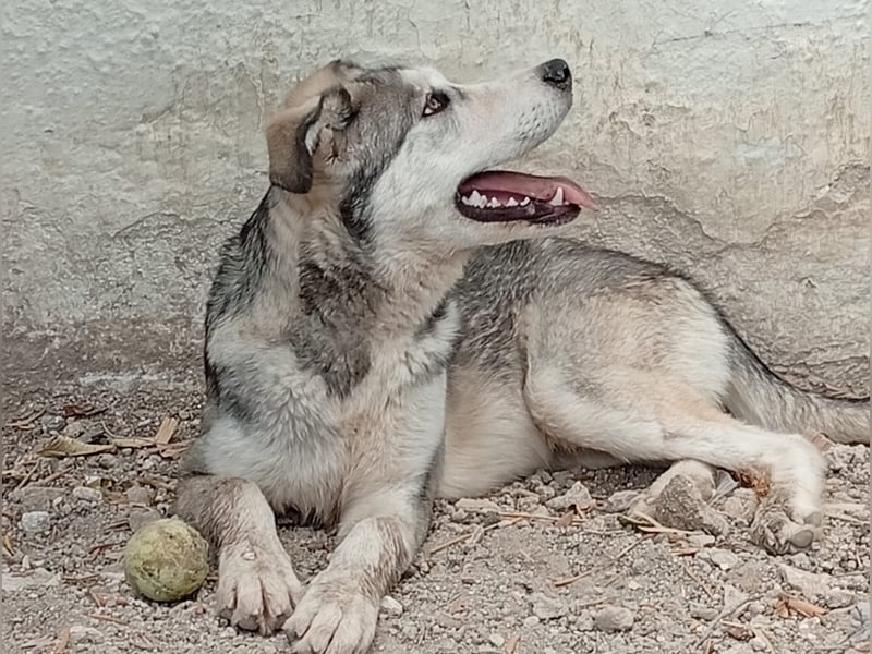 Lope(CO) wunderschöner großer Schatz