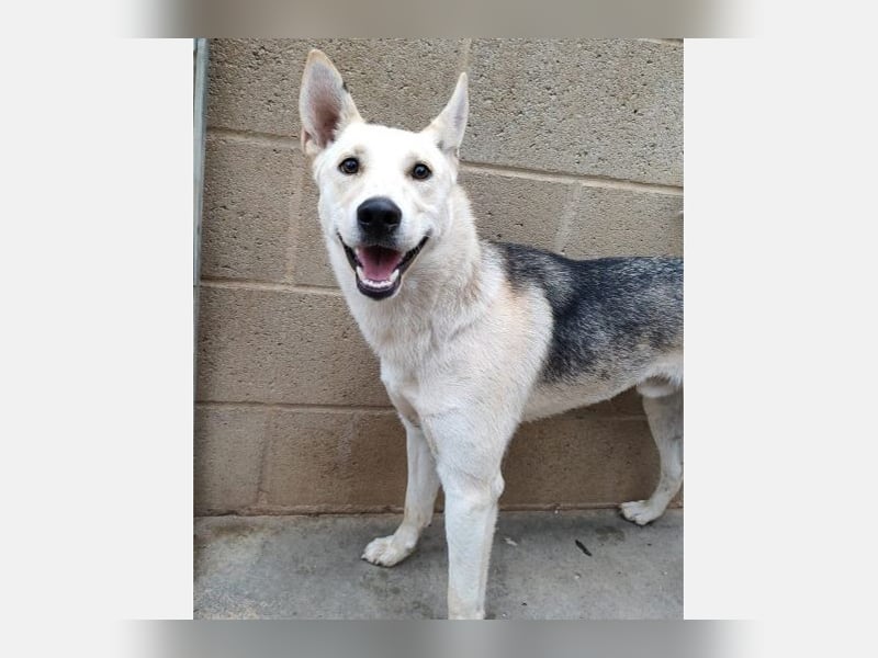 Artic(CR) junger hübscher Junge sucht seine sportliche Familie