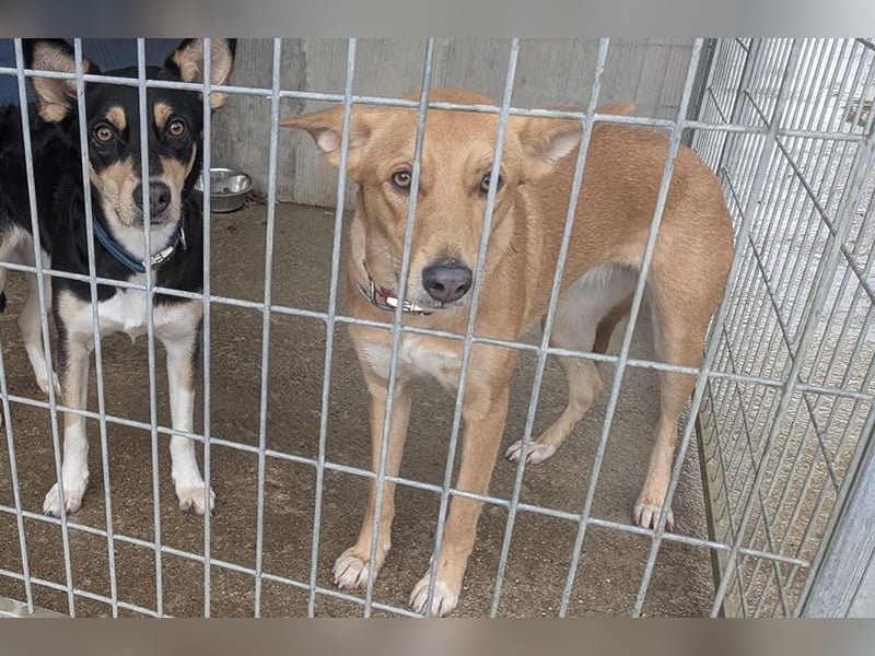 Maya (LR) soziales süsses Mädchen, liebt uns Menschen