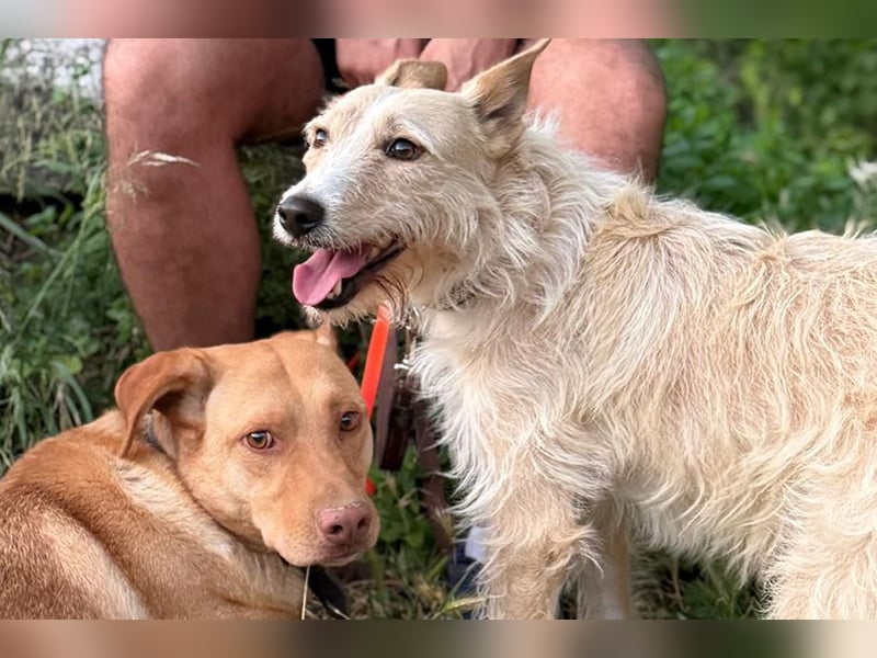 Avion(LR) ein sehr ruhiger aber wahrer Goldschatz