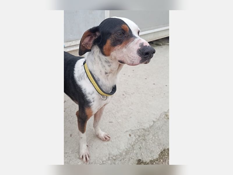 Pipo (TO) ein Schatz mit einem Herzen aus Gold