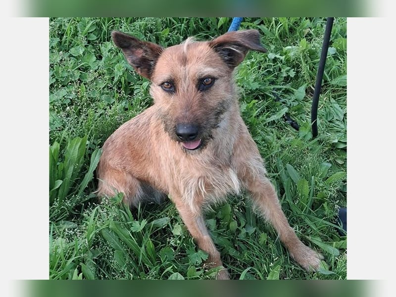 Lima (LR) Goldschatz auf 4 Pfoten mit einem Herz aus Gold