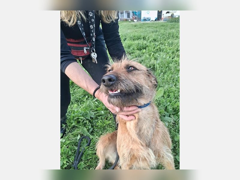 Lima (LR) Goldschatz auf 4 Pfoten mit einem Herz aus Gold