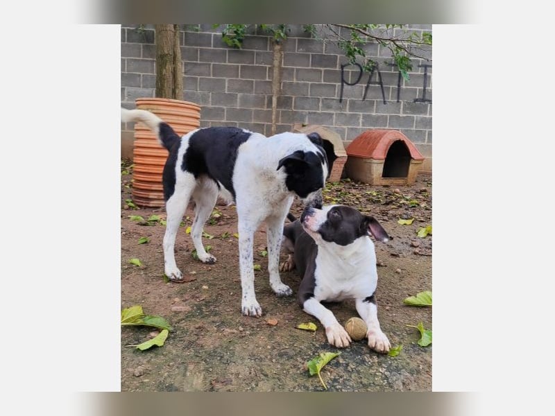 Jalea(CR) Traumhund sucht sein für immer Zuhause