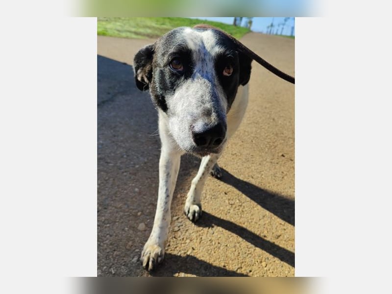 Jalea(CR) Traumhund sucht sein für immer Zuhause