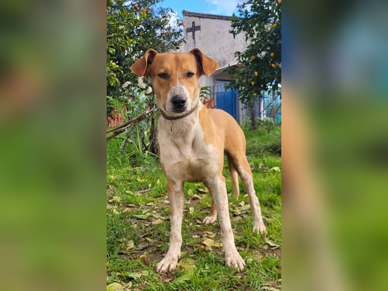 Neko (PA) verspielter und freundlicher junger Bube