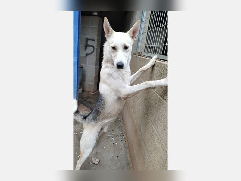 Artic(CR) junger hübscher Junge sucht seine sportliche Familie