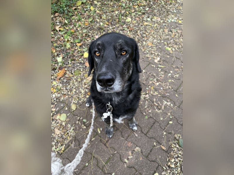 Verschmuster Hänsel sucht seine Menschen (CR)