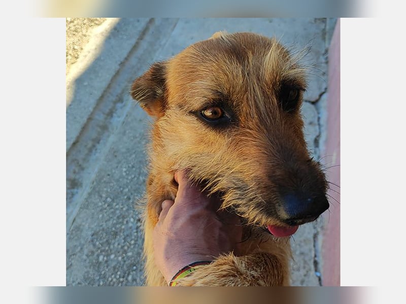 Lima (LR) Goldschatz auf 4 Pfoten mit einem Herz aus Gold