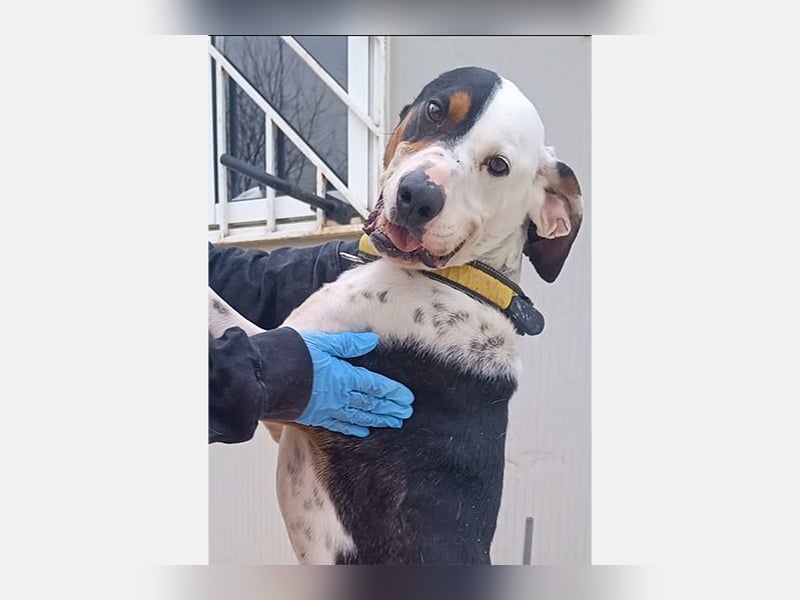 Pipo (TO) ein Schatz mit einem Herzen aus Gold