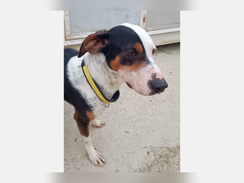 Pipo (TO) ein Schatz mit einem Herzen aus Gold