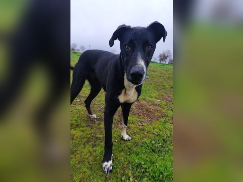 MC (CR) wunderschöne schwarze Schönheit, zum Verlieben