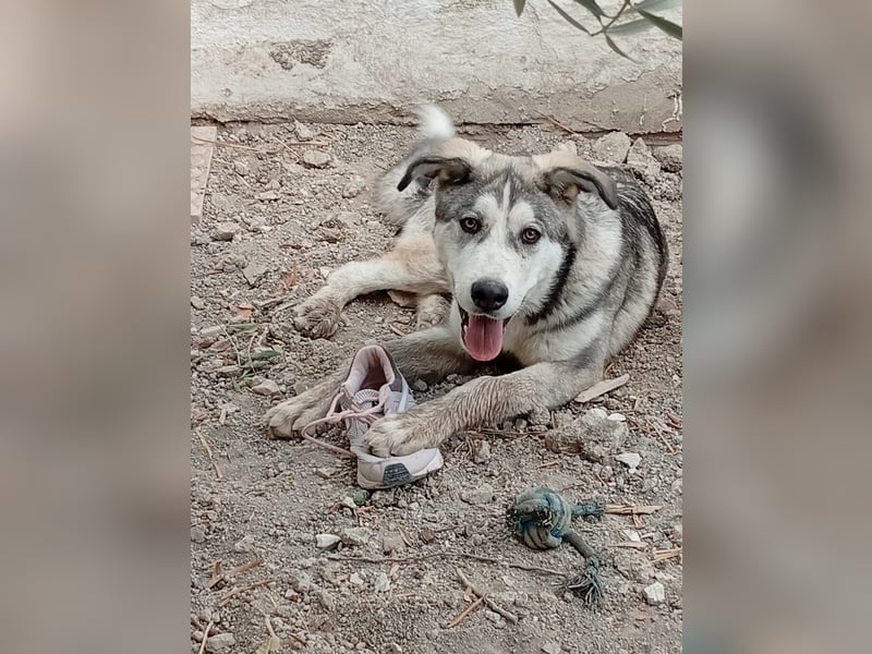 Lope(CO) wunderschöner großer Schatz