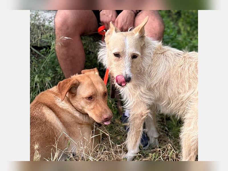 Avion(LR) ein sehr ruhiger aber wahrer Goldschatz