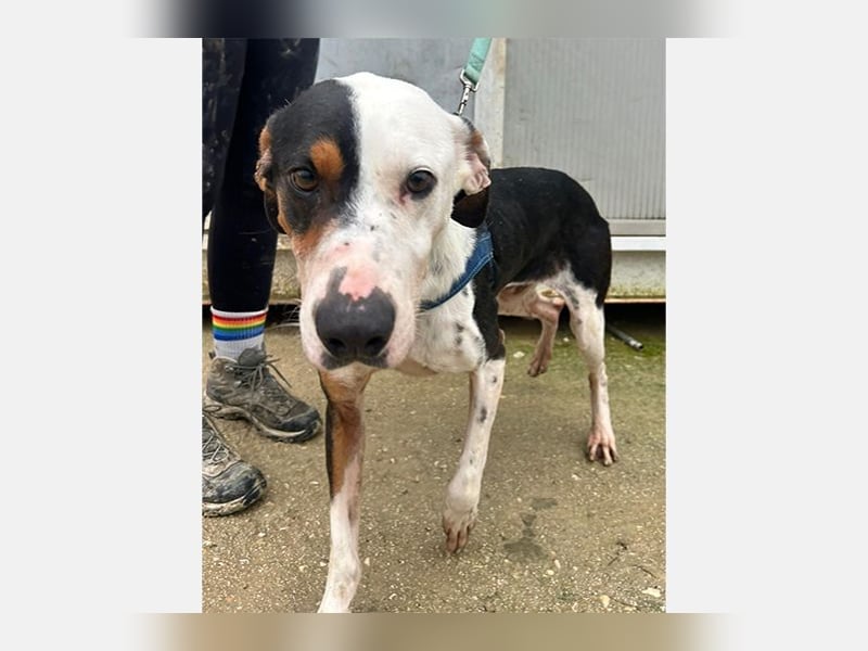 Pipo (TO) ein Schatz mit einem Herzen aus Gold