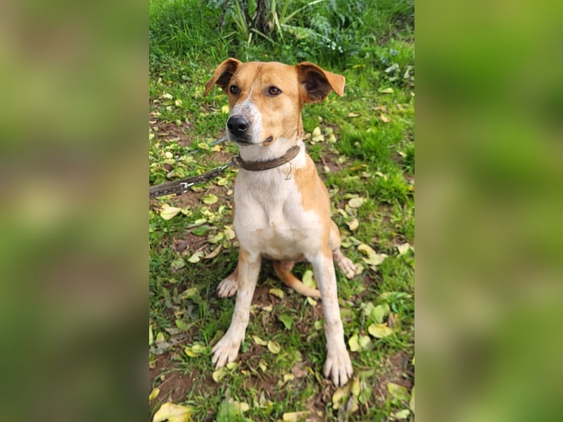 Neko (PA) verspielter und freundlicher junger Bube