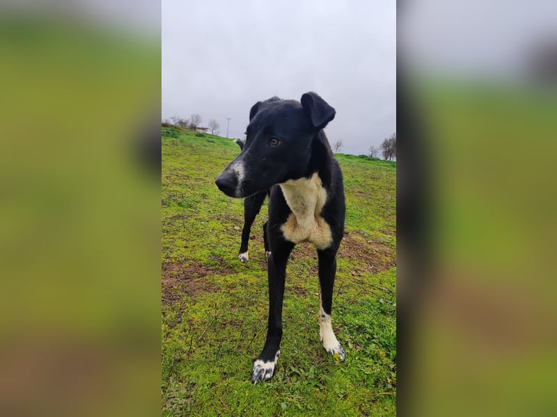 MC (CR) wunderschöne schwarze Schönheit, zum Verlieben