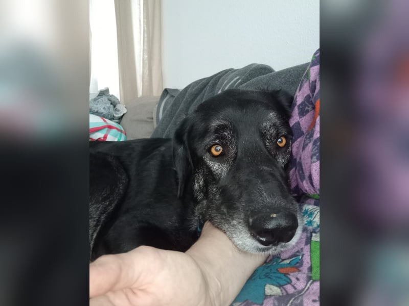 Verschmuster Hänsel sucht seine Menschen (CR)