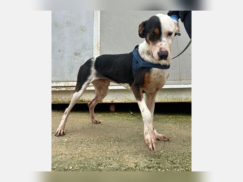 Pipo (TO) ein Schatz mit einem Herzen aus Gold