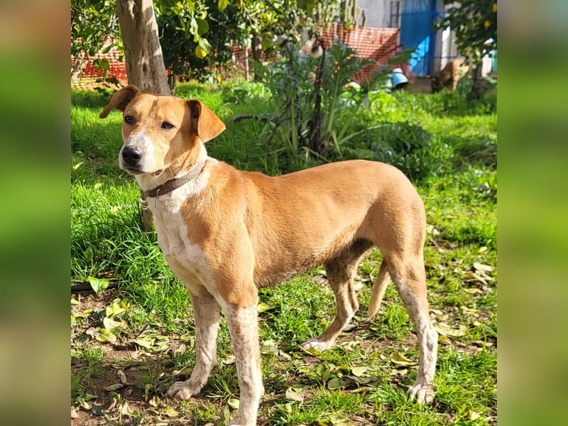 Neko (PA) verspielter und freundlicher junger Bube