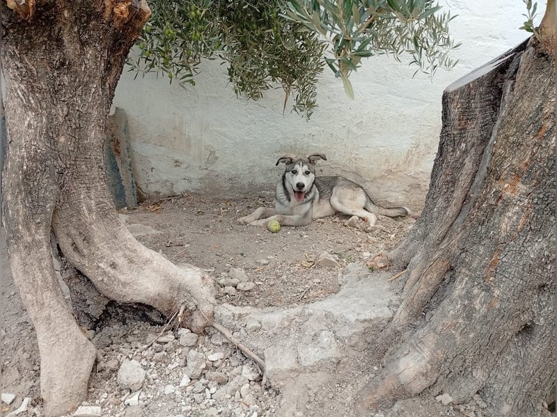 Lope(CO) wunderschöner großer Schatz