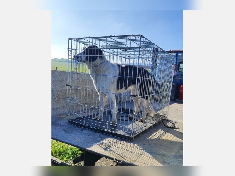 Jalea(CR) Traumhund sucht sein für immer Zuhause