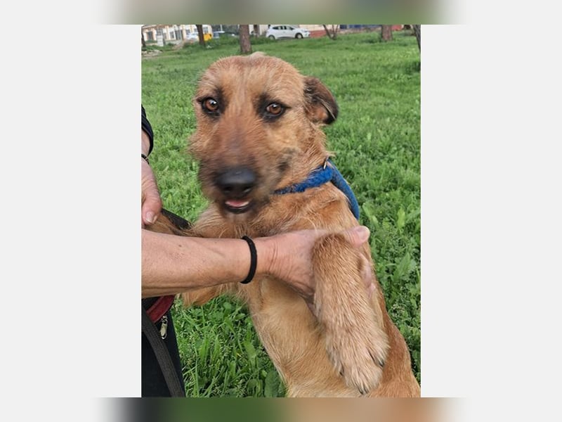 Lima (LR) Goldschatz auf 4 Pfoten mit einem Herz aus Gold