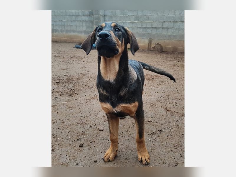 Balthasar (CR) junger und energiegeladener Bube (Bruder von Melchor)