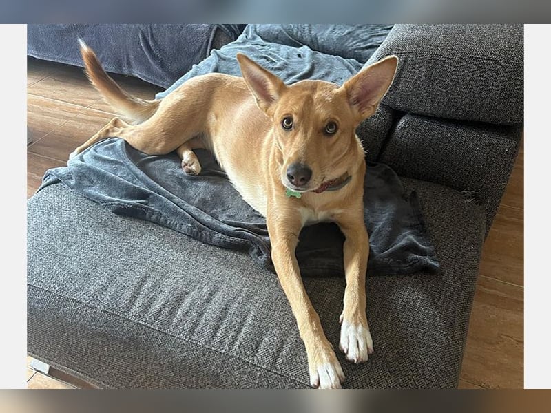 Maya (LR) soziales süsses Mädchen, liebt uns Menschen