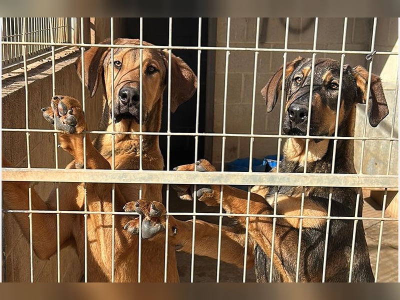 Balthasar (CR) junger und energiegeladener Bube (Bruder von Melchor)