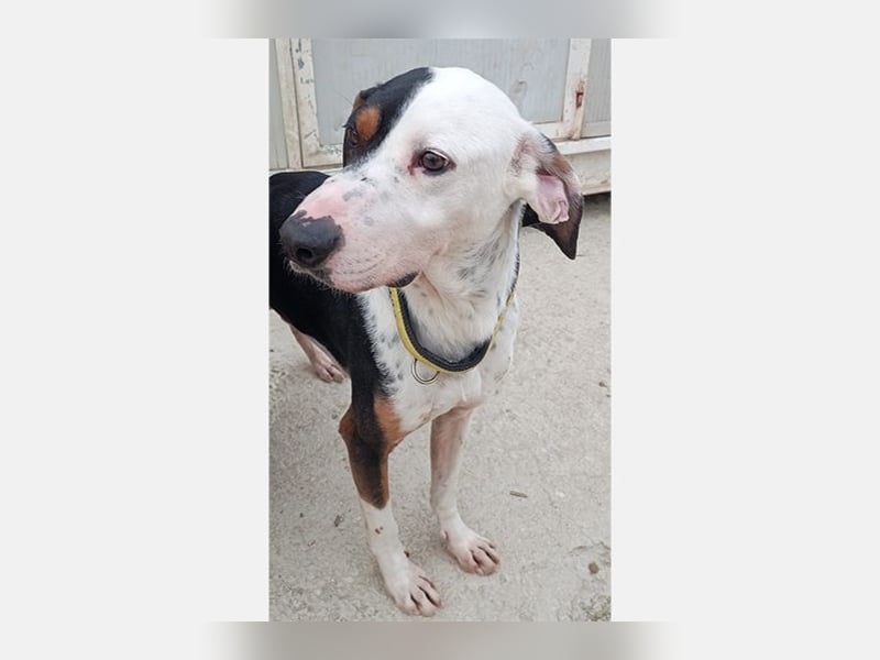 Pipo (TO) ein Schatz mit einem Herzen aus Gold