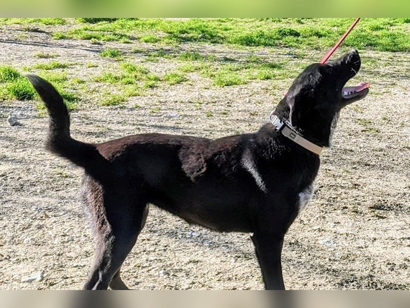 Nira (TO) bildhübsche schwarze Schönheit